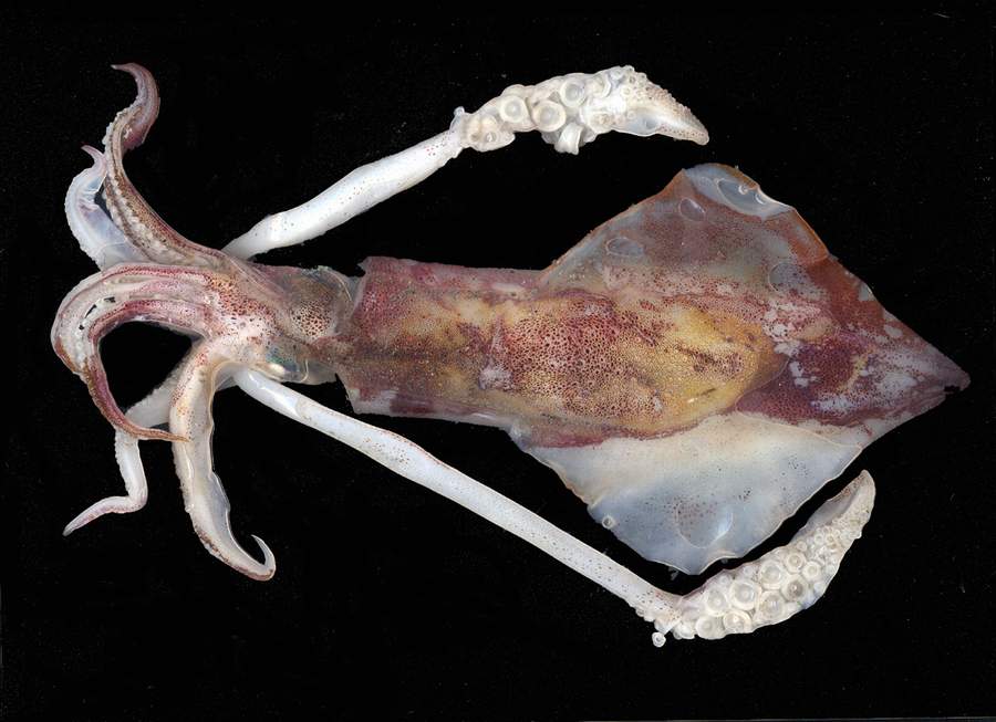 Calamaro Loligo vulgaris